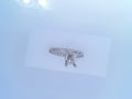 Gabriel 14k Oval Diamond ER .54ctw Classic Collection head size 8.5x5