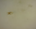 .25ct Diamond Pendant