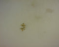 14K LETTER M CHARM