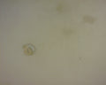14K LETTER E CHARM