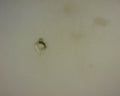 14K LETTER C CHARM