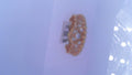 PANDORA RINGS