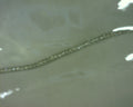 FC CREATIONS 14K WHITE GOLD 4CT TENNIS NECKLACE 17INCH