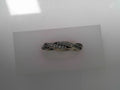 PANDORA CHARMS